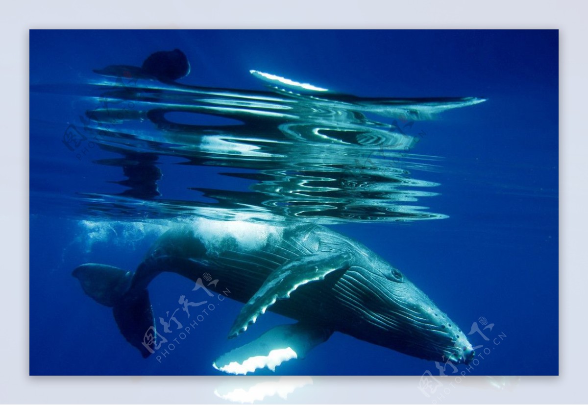 驼背幼鲸图片