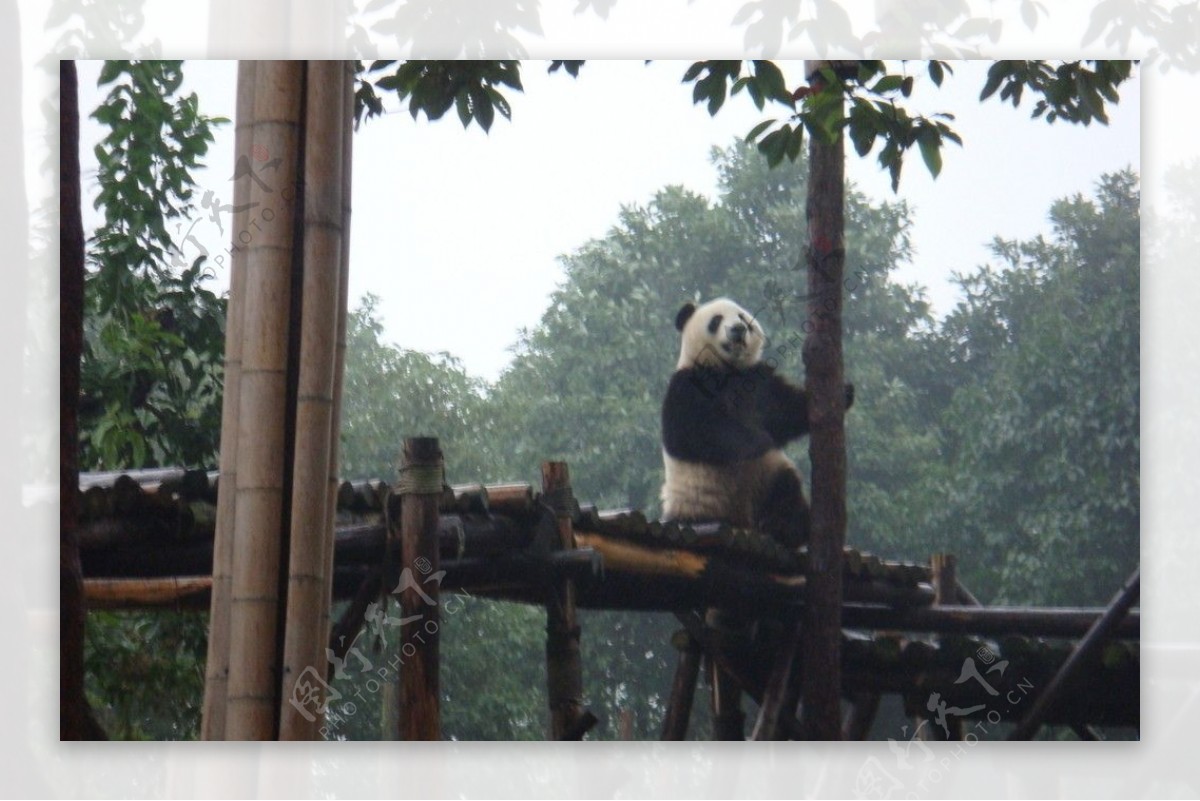 熊猫调情图片