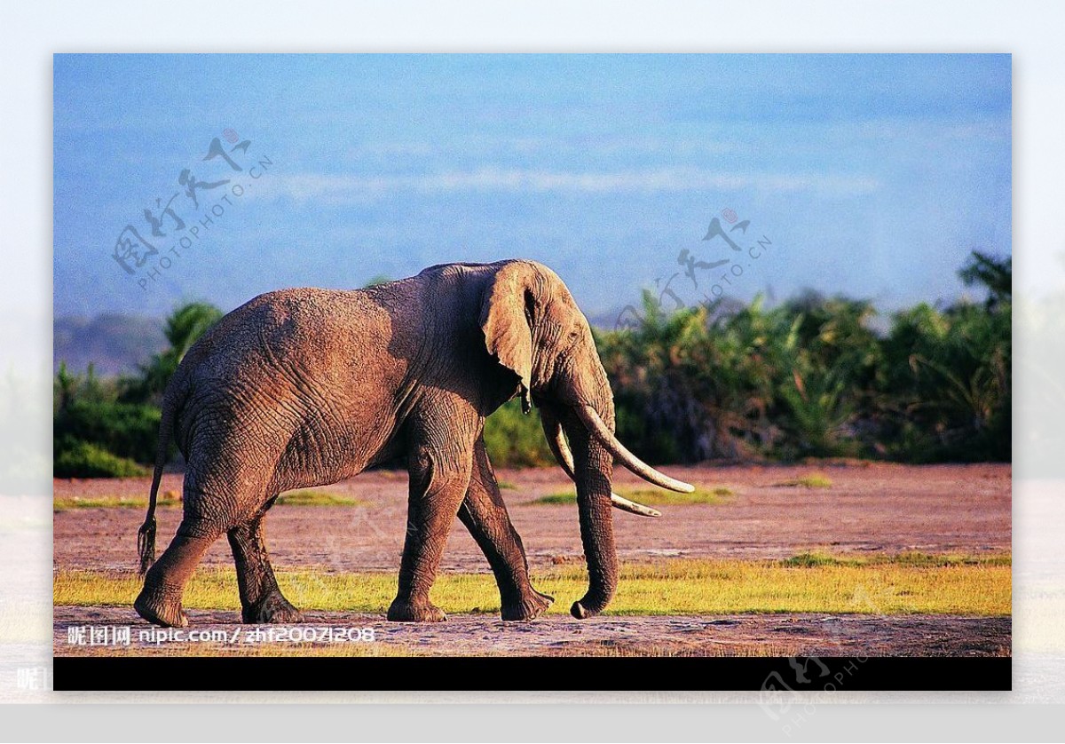 大象漫步图片