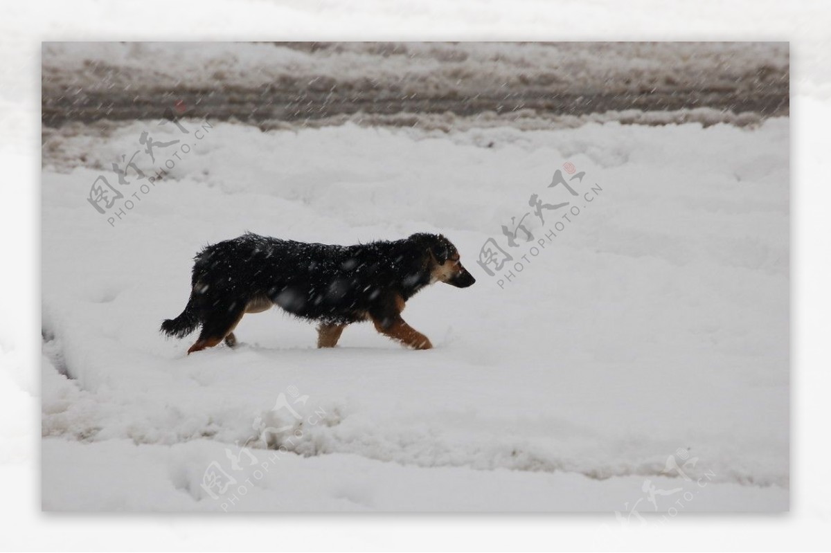 雪地里狗图片