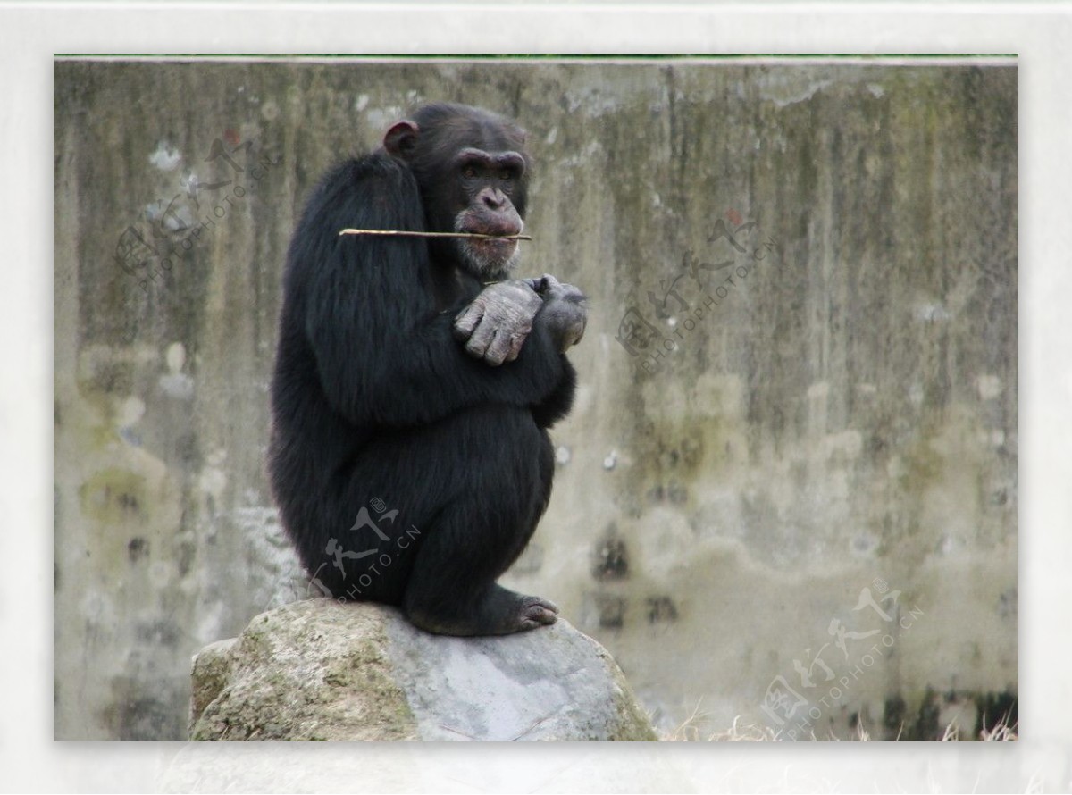 摸头、跳跃、丢草皮，南宁动物园黑猩猩火出圈了|手机广西网