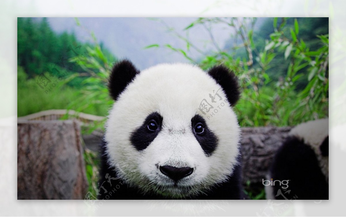 Windows7官方壁纸之大熊猫图片
