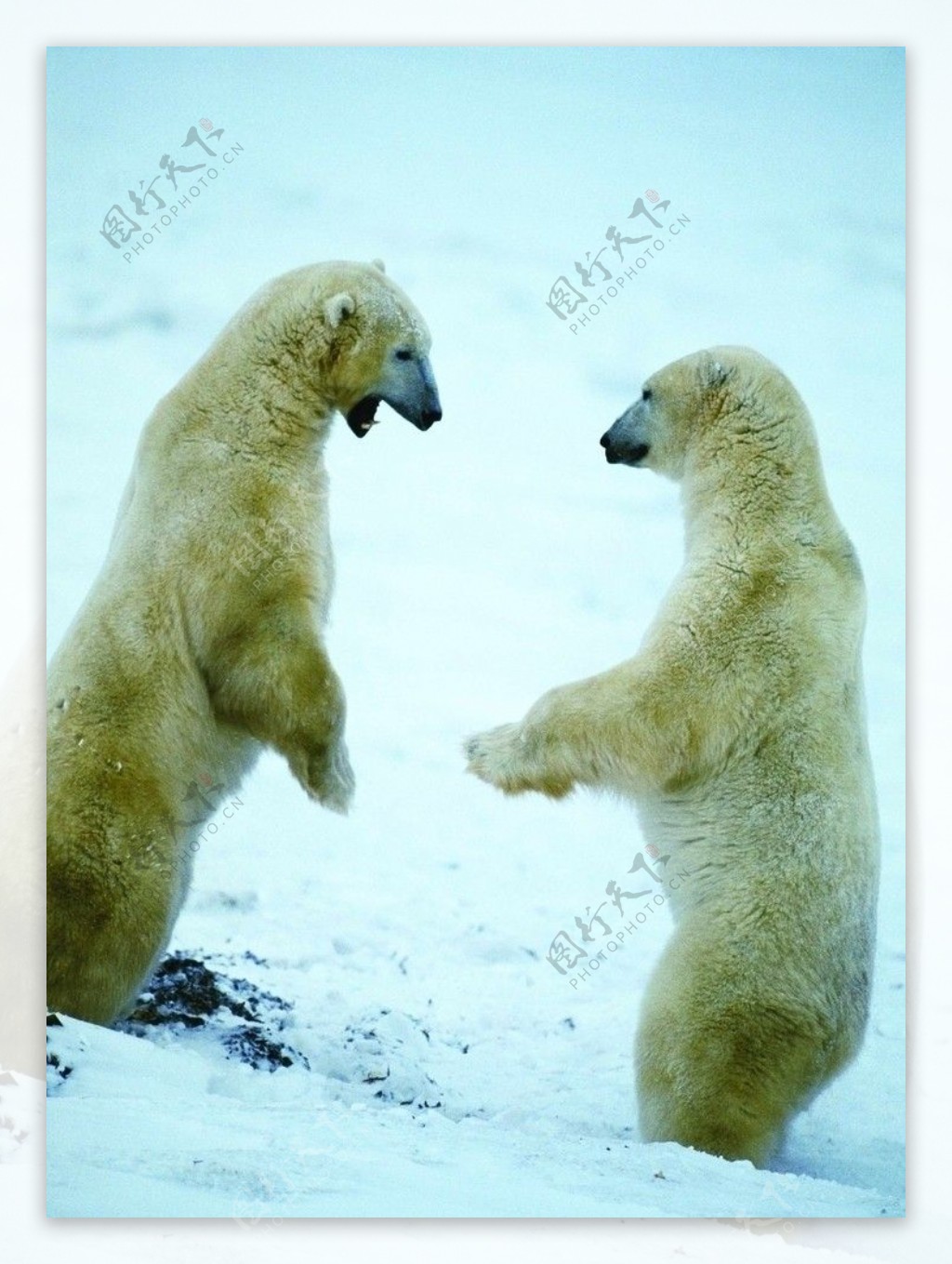 两只白色北极熊在干燥植物背景动物HD桌面壁纸中站立在雪原上：宽屏：高清晰度：全屏幕