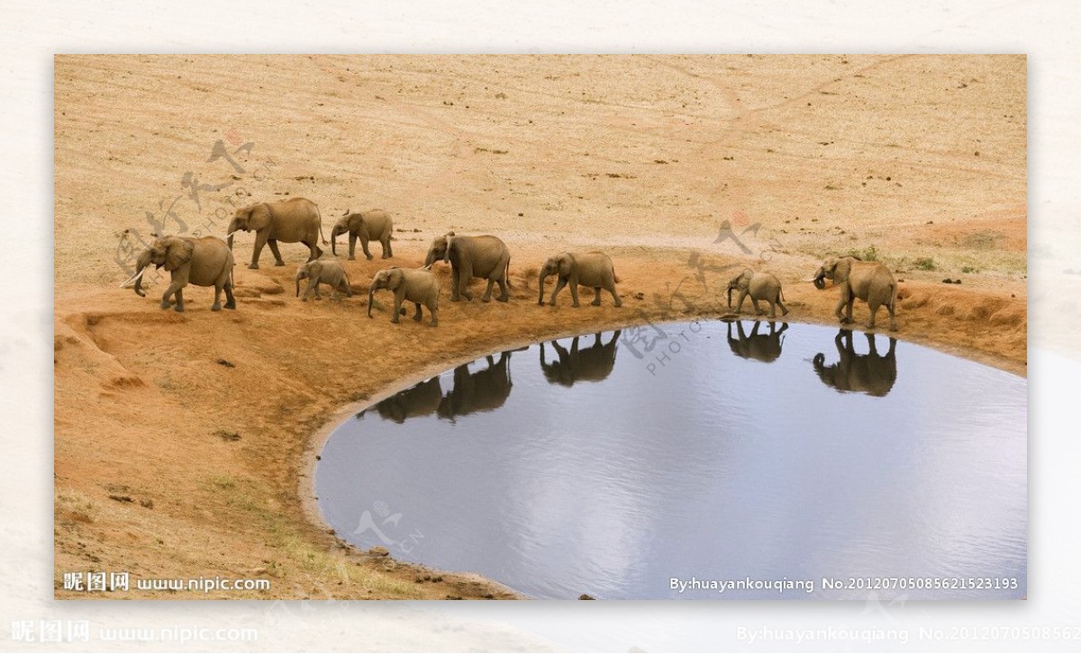 大象迁徙图片