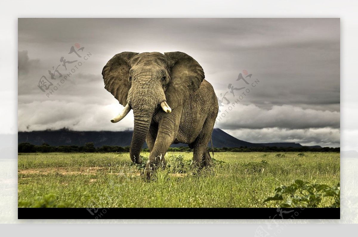 濒临灭绝的亚洲象图片