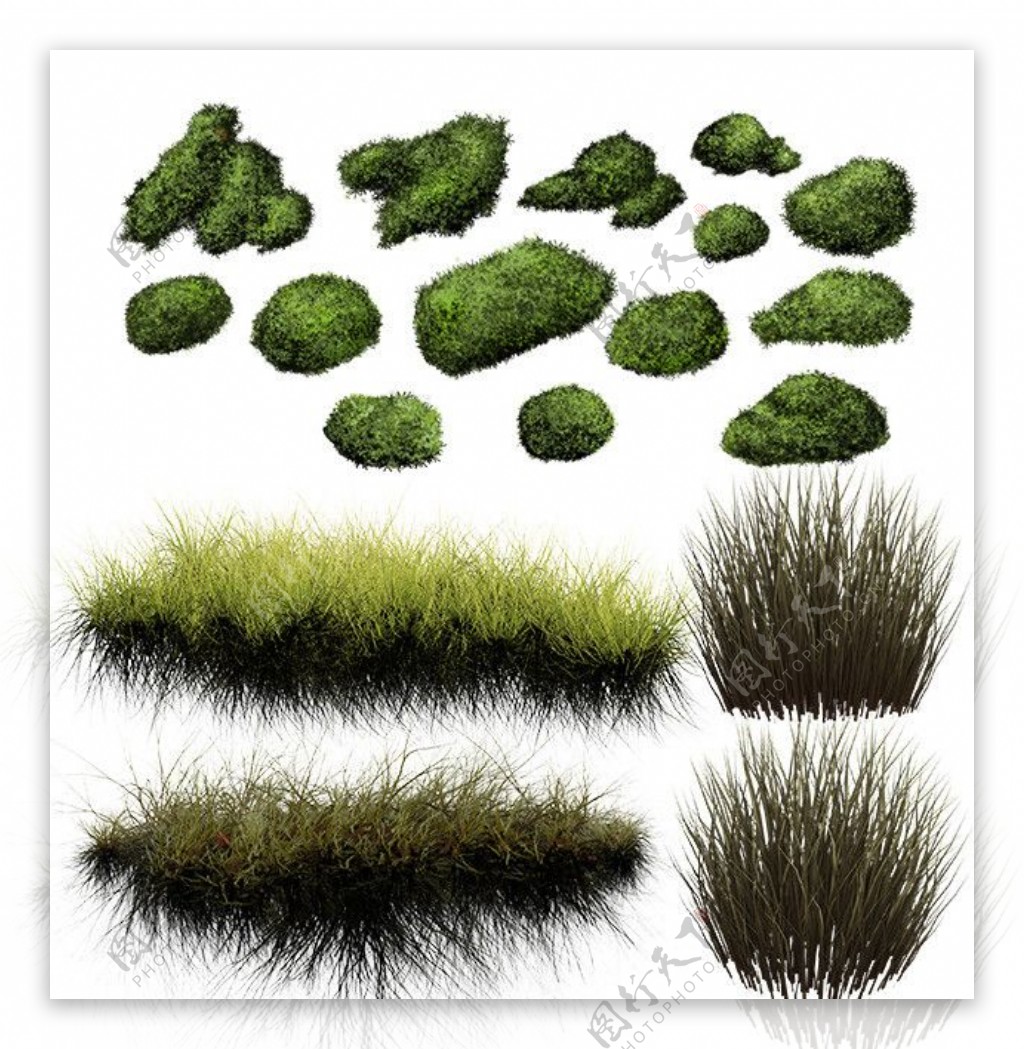 绿草苔藓图片