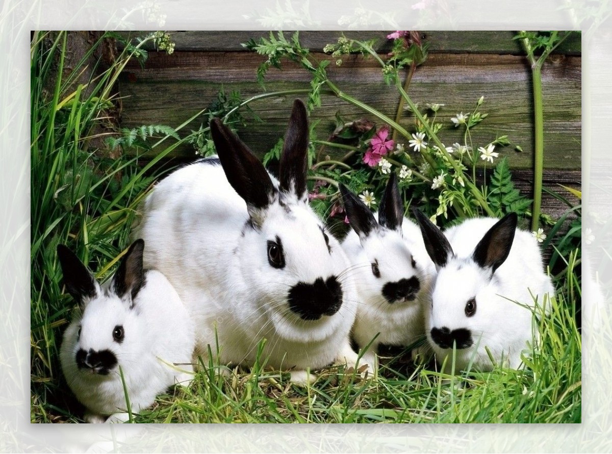 可爱的兔子壁纸图片