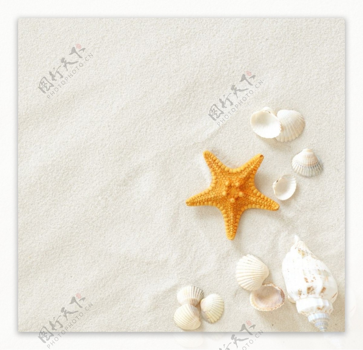 海螺海星图片