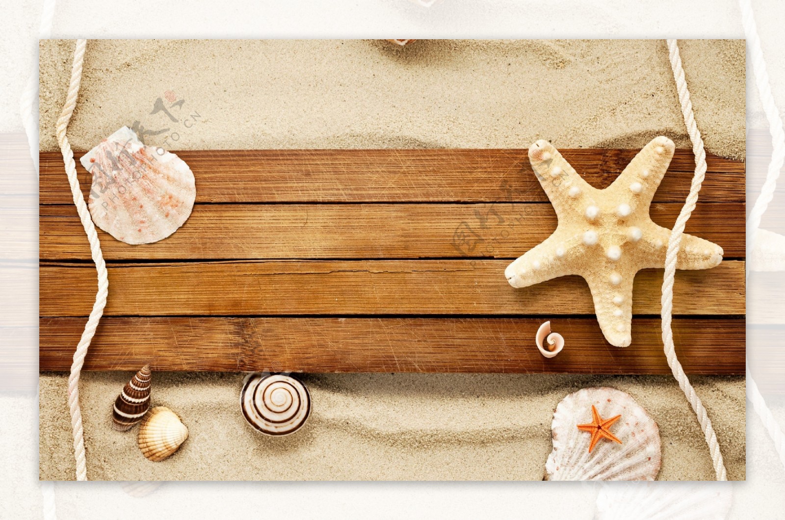 海星贝壳木板图片