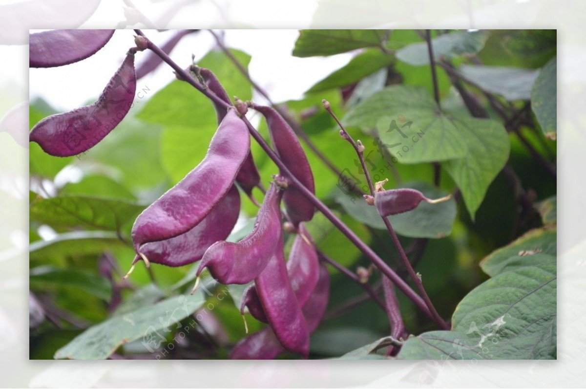 紫扁豆种子早熟豆种冬季春秋芸紫眉豆紫红色四季盆栽豆籽蔬菜种孑-阿里巴巴