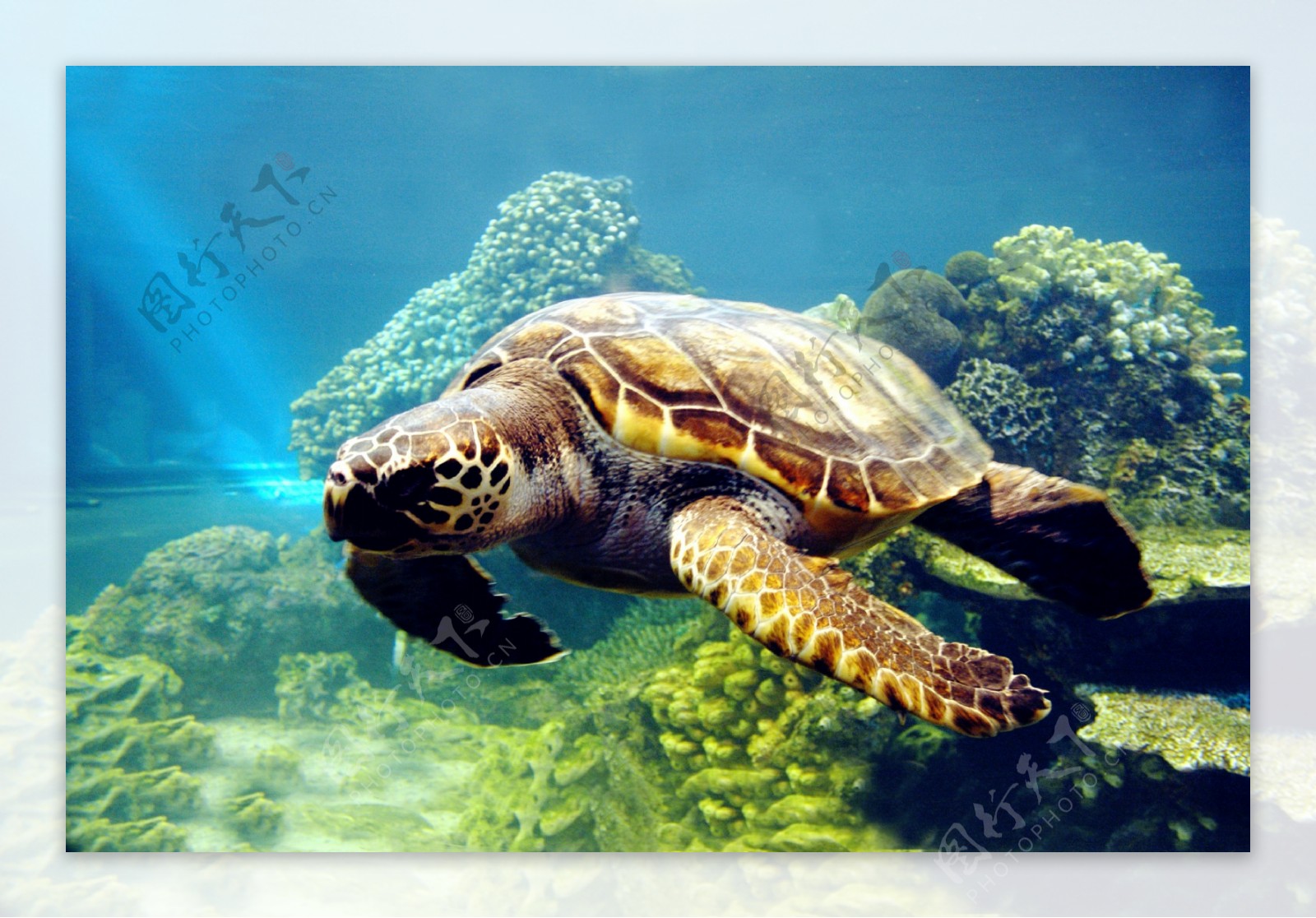 唯美海龟图片