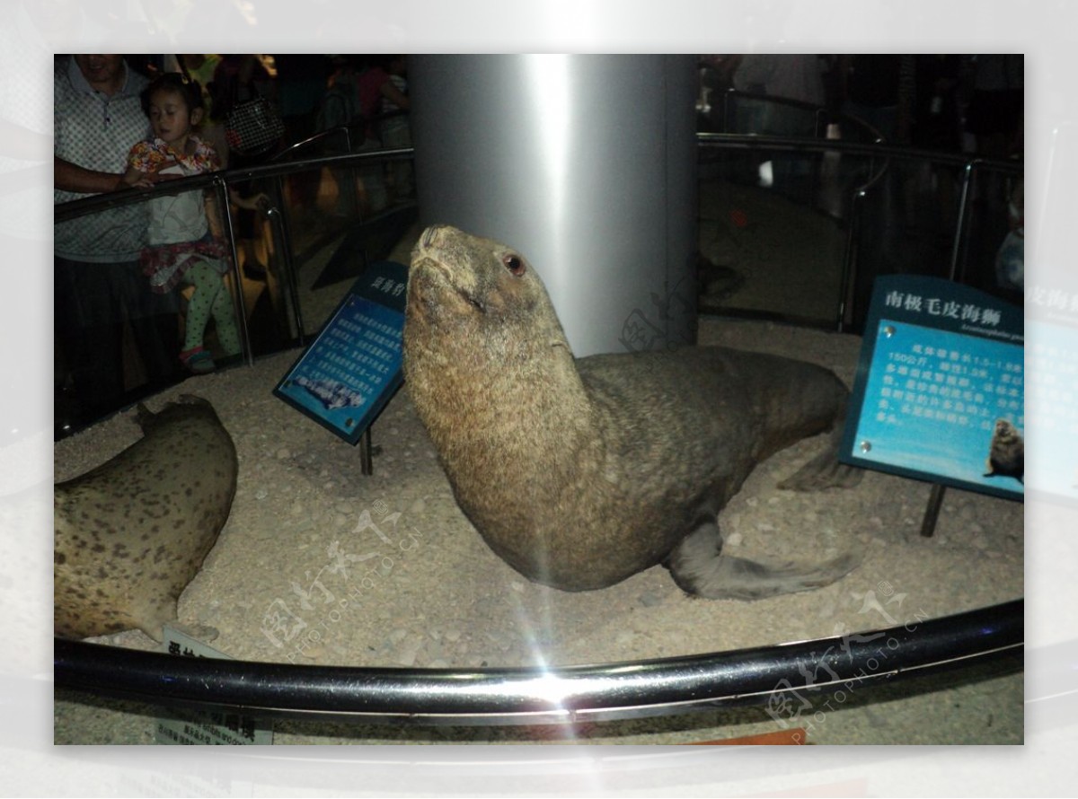 青岛海底世界南极毛皮海狮图片