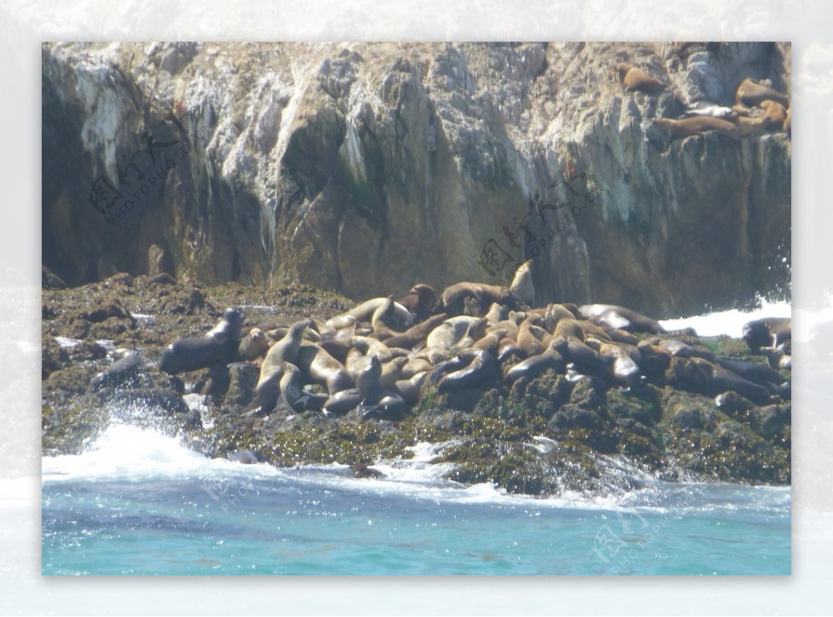 黄金海岸小岛上的海豹图片