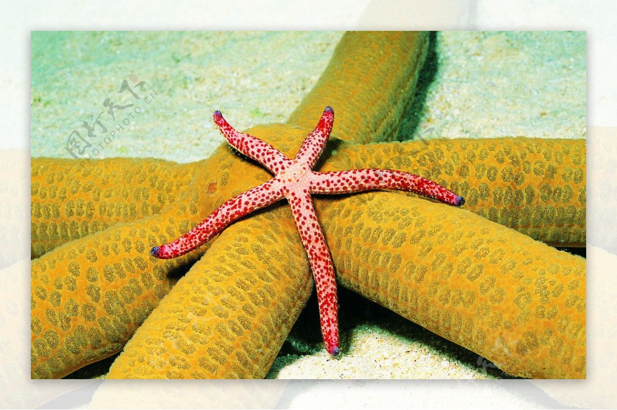 i海星海底生物图片