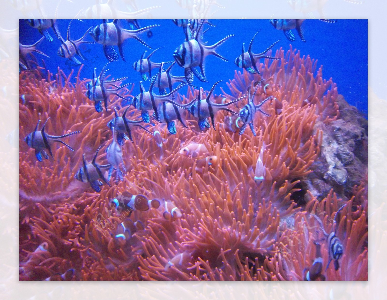 热那亚海底世界图片