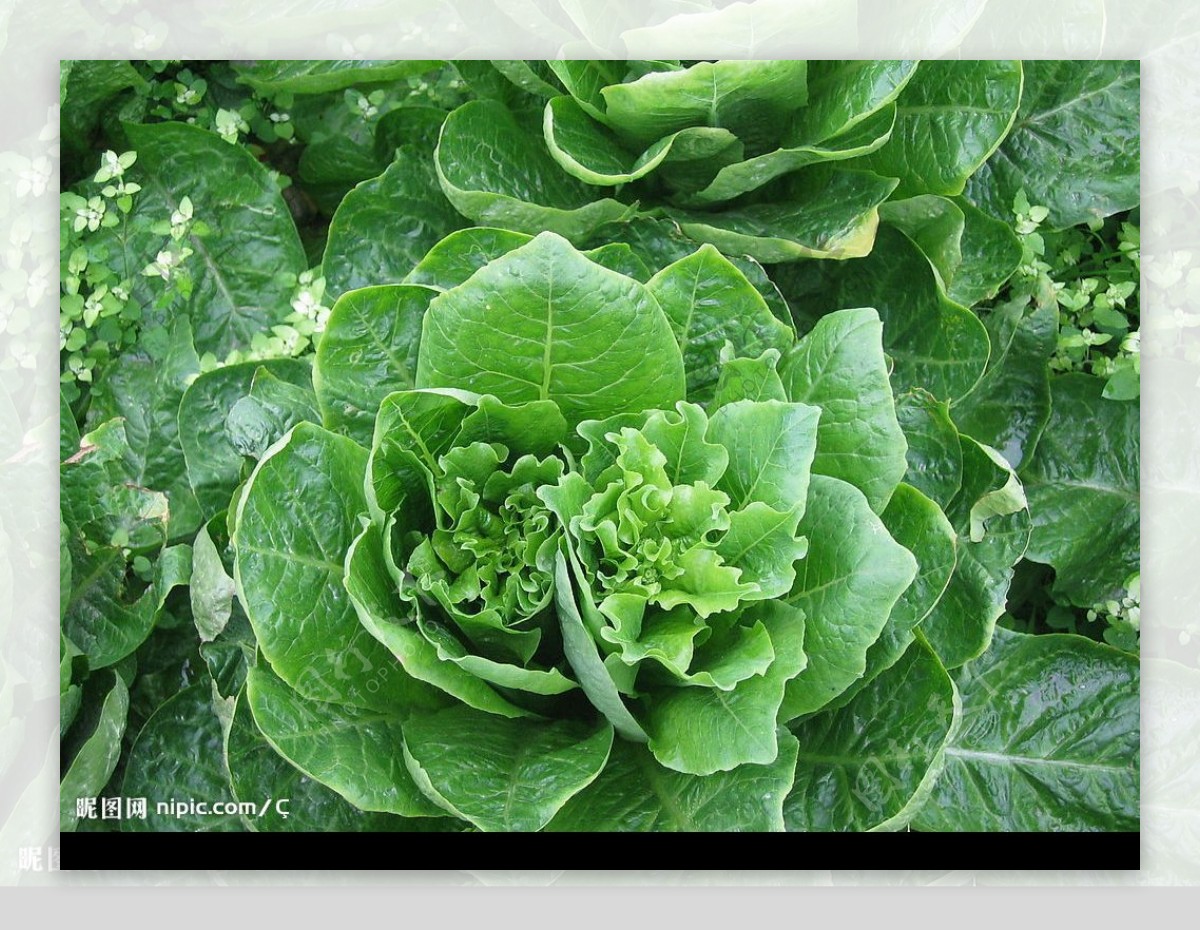 蔬菜莴笋图片
