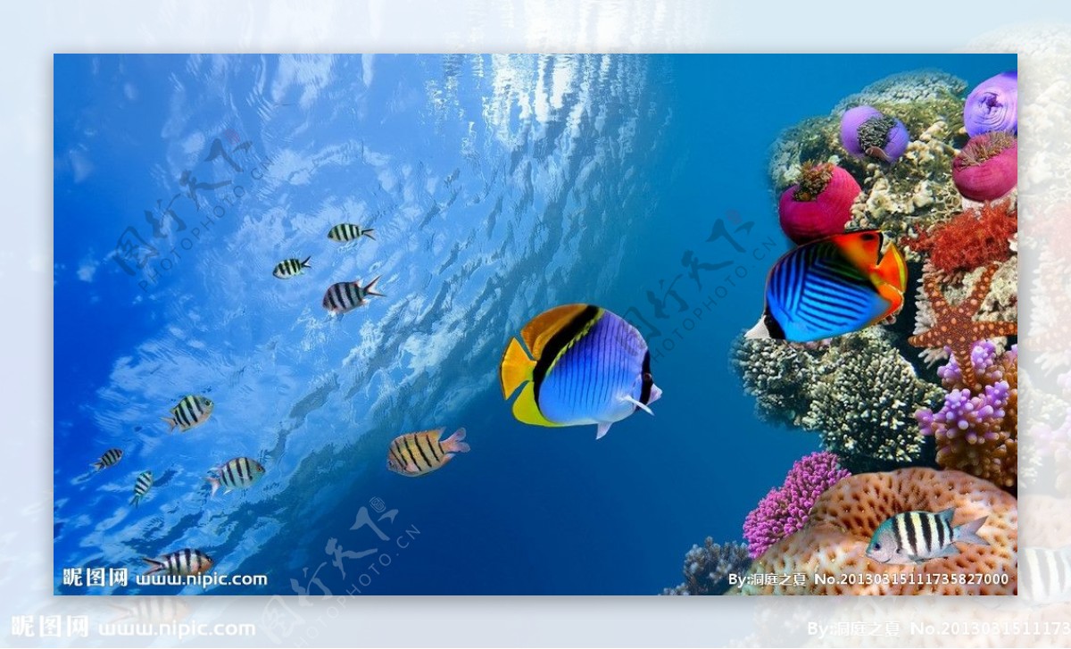 海洋下珊瑚鱼群场景图片