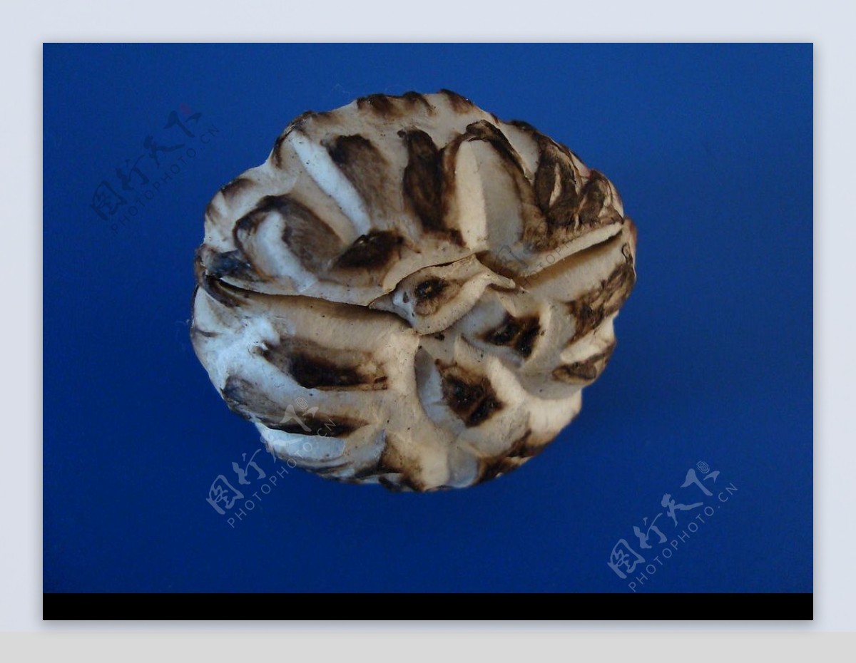 原木香菇1图片