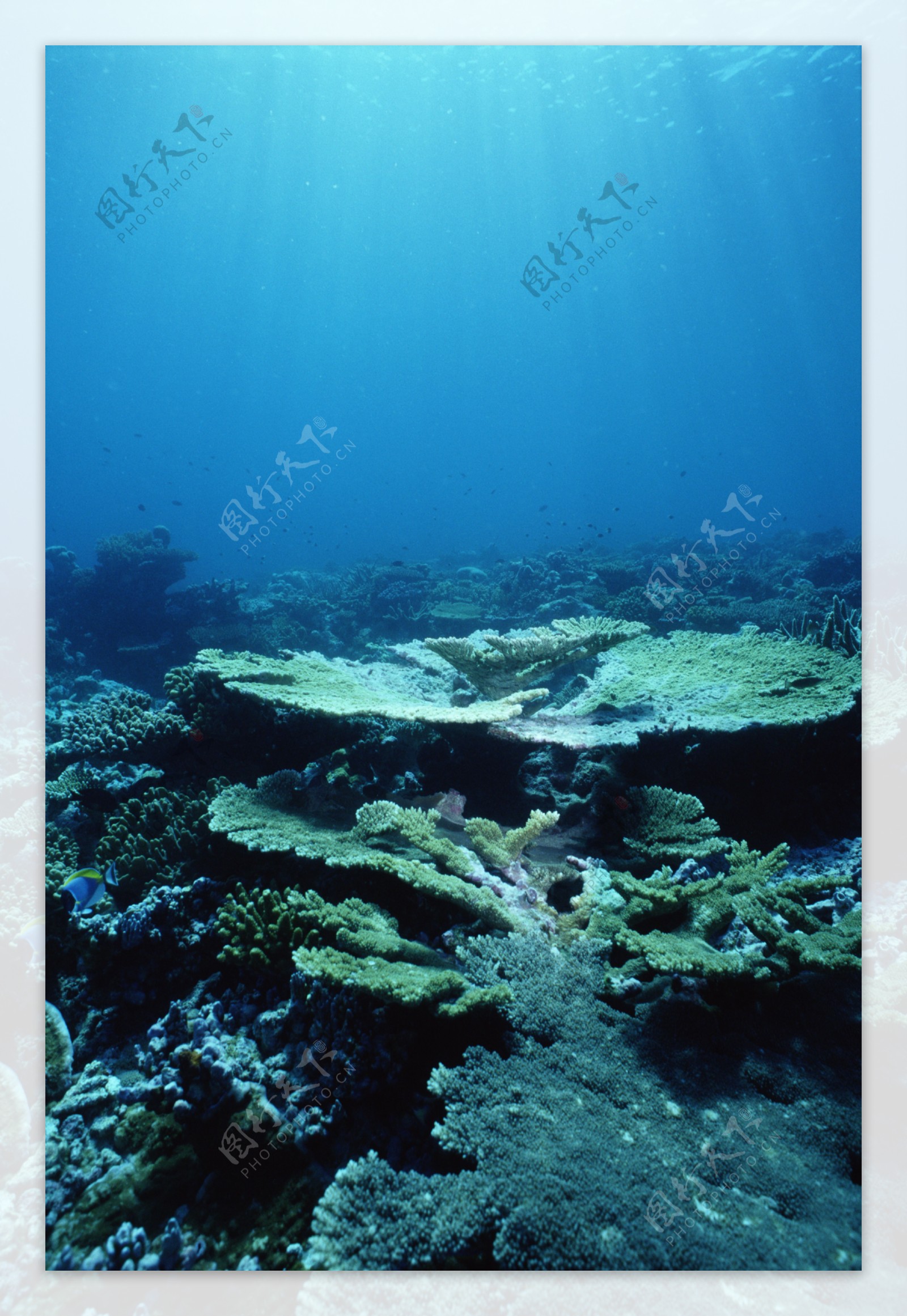 深海植被图片