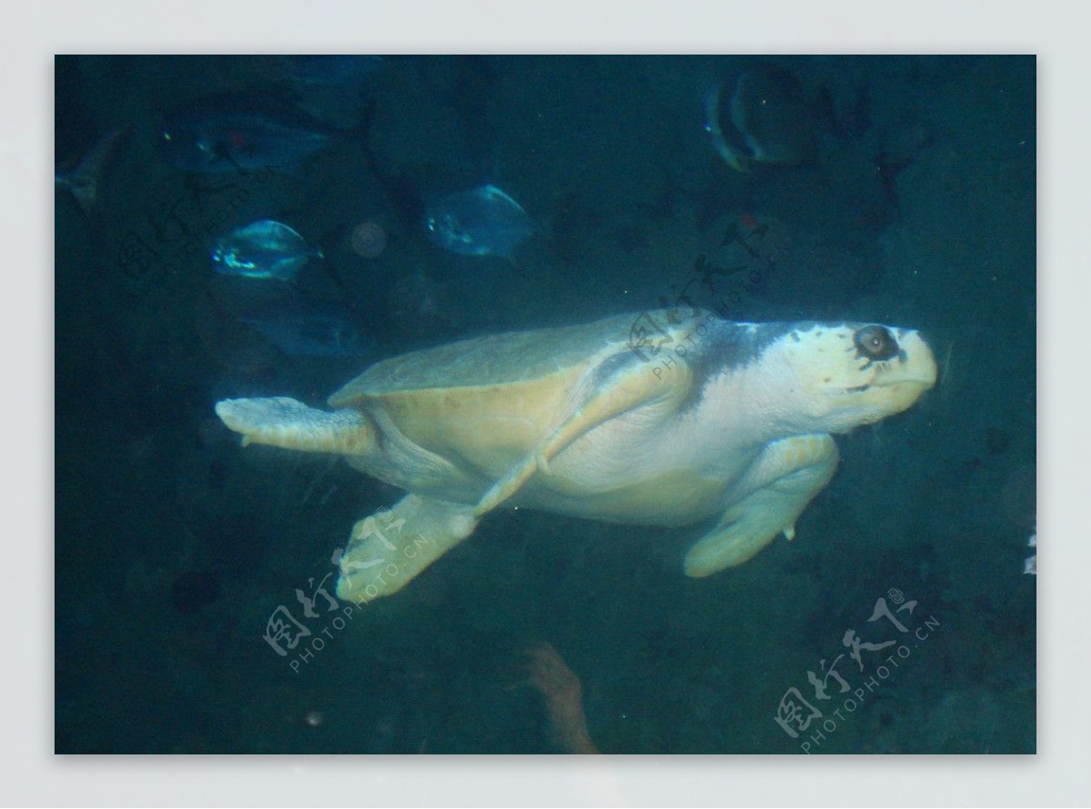 大乌龟海底世界图片