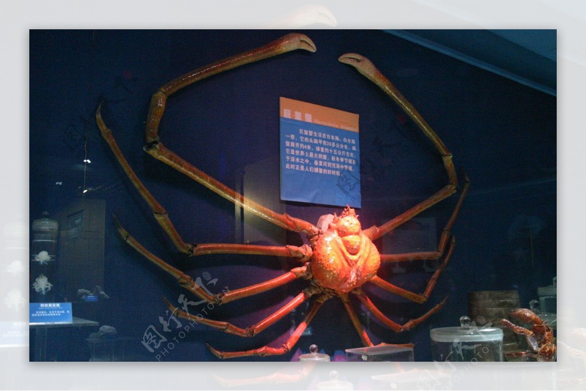 巨型蜘蛛蟹图片