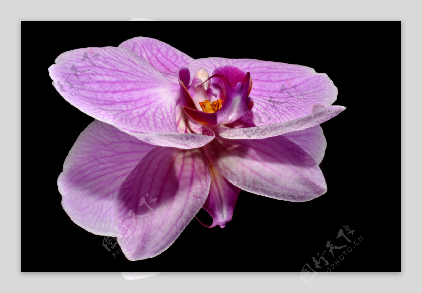 君子兰紫色图片