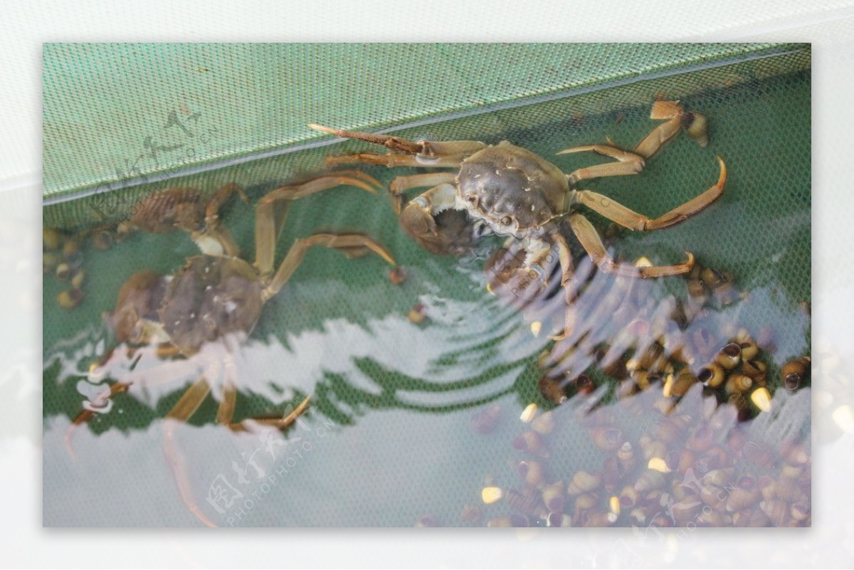 太湖蟹图片