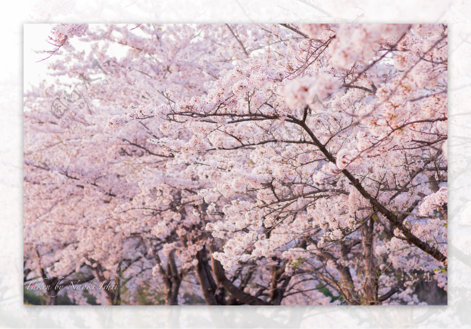 日本樱花高清摄影图片