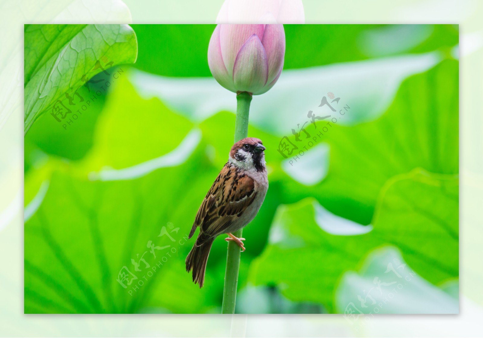 荷花与麻雀图片