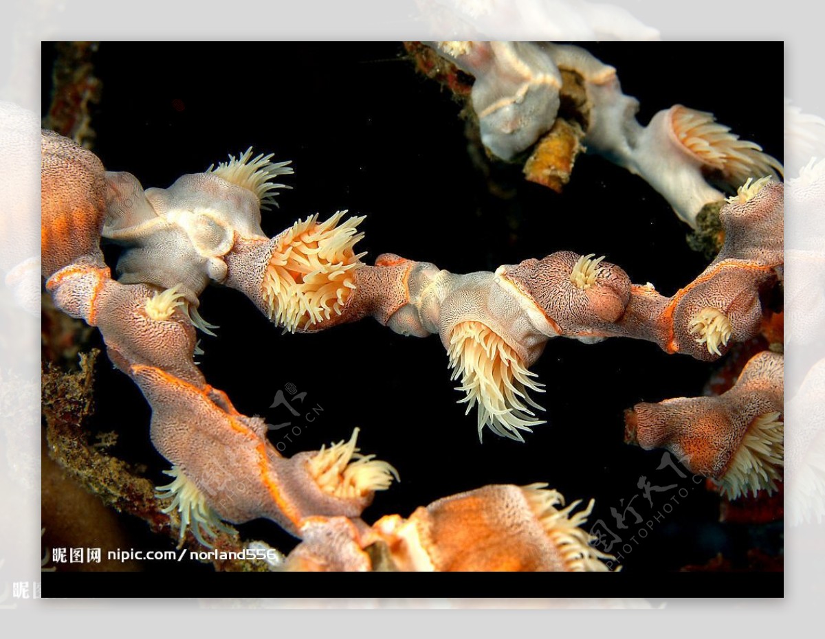 银莲花属珊瑚虫图片