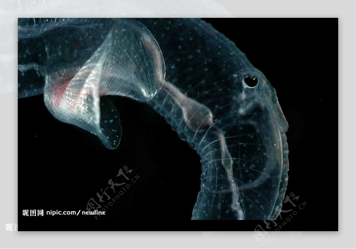 深海奇異生物图片