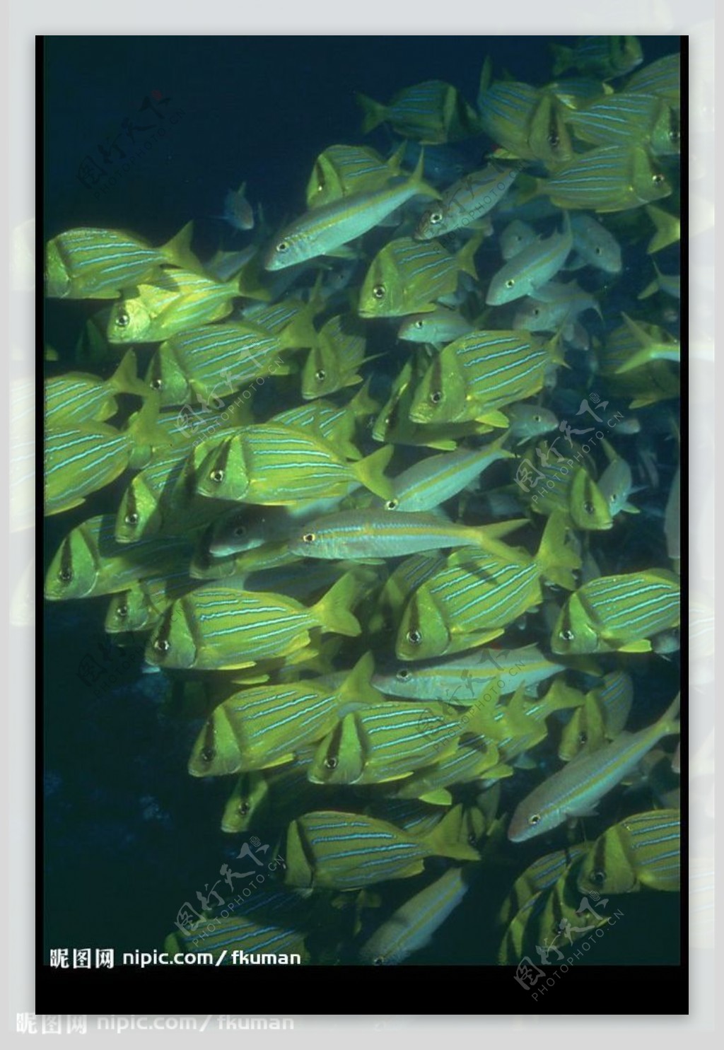 深海群鱼图片