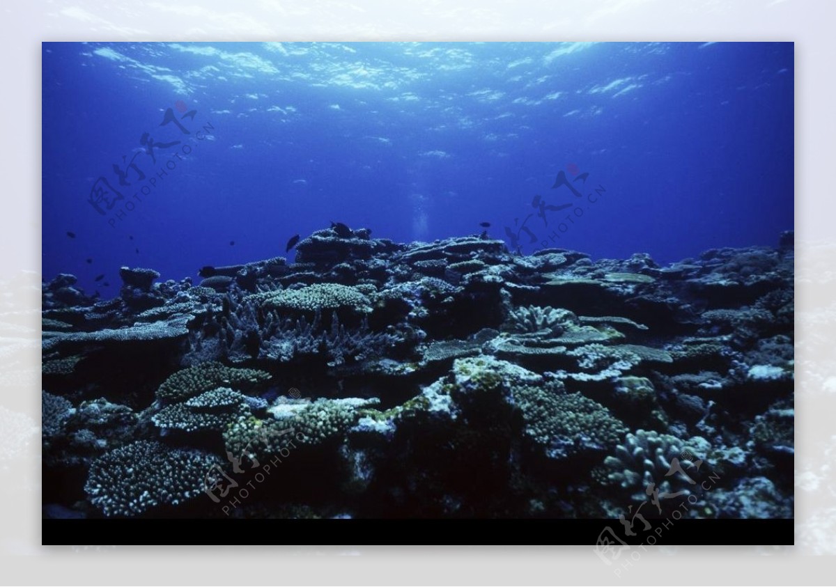 深海珊瑚礁图片
