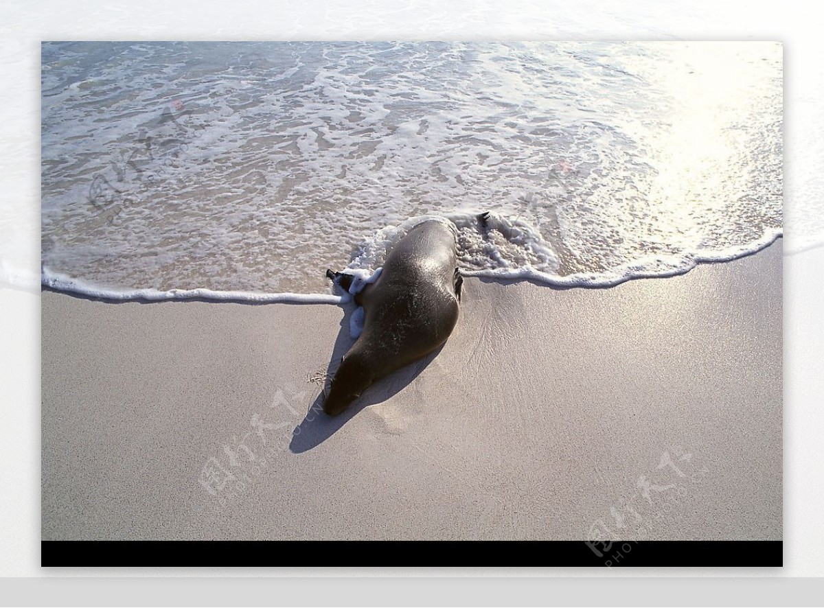 沙滩海豹图片