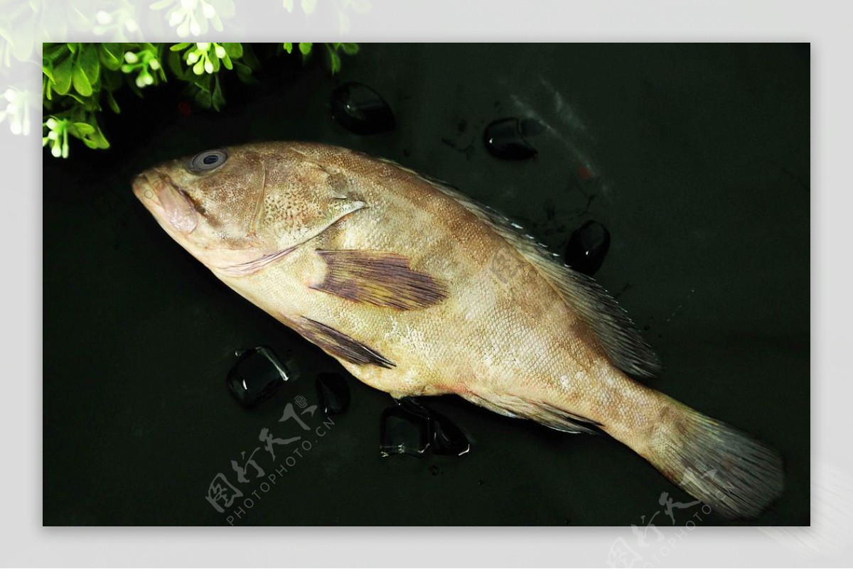 深海石斑鱼图片-图库-五毛网
