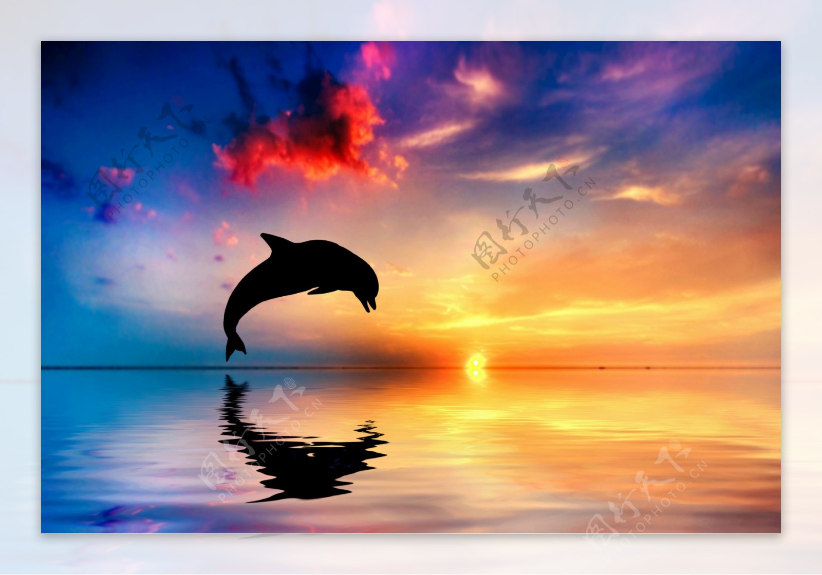 海豚素材图片