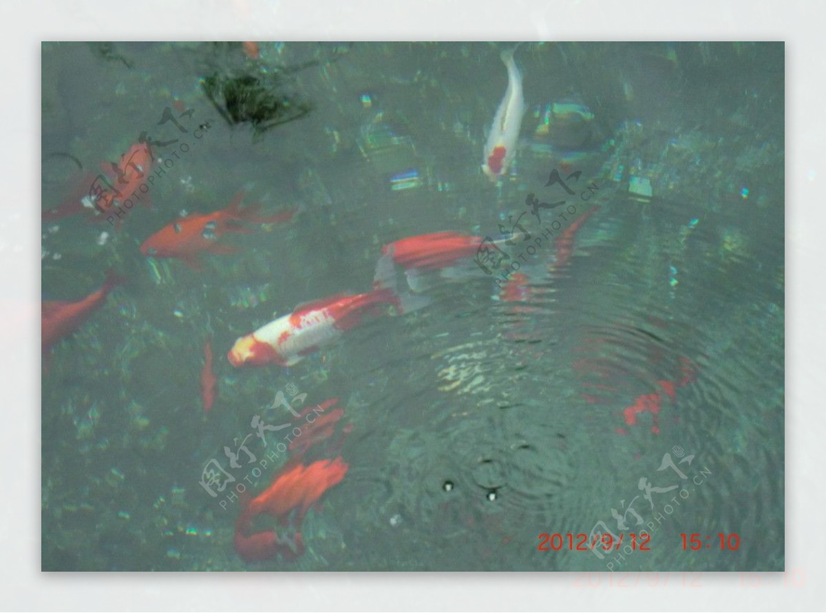 池塘金鱼图片
