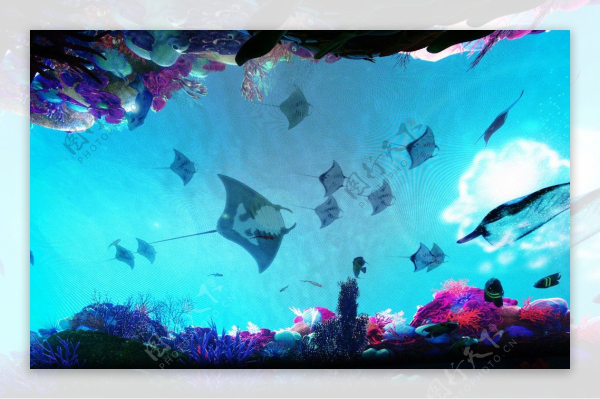 【夜间潜水】夏威夷大岛浮潜 & 观野生魔鬼鱼 - Klook客路 中国