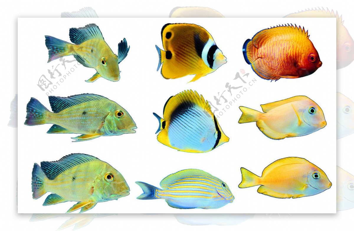 海洋鱼写真图片素材免费下载(图片编号:3506198)-六图网