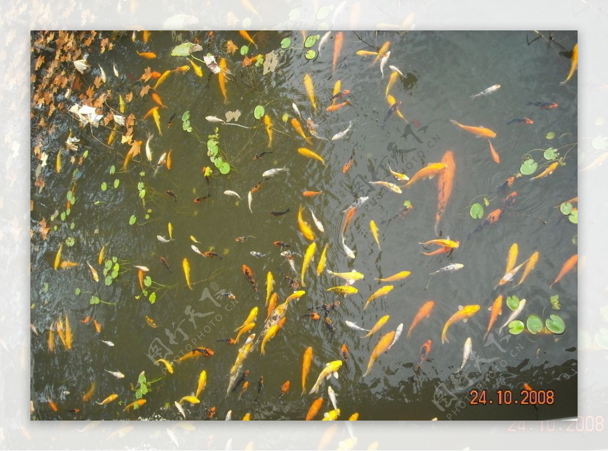 池塘金鱼图片
