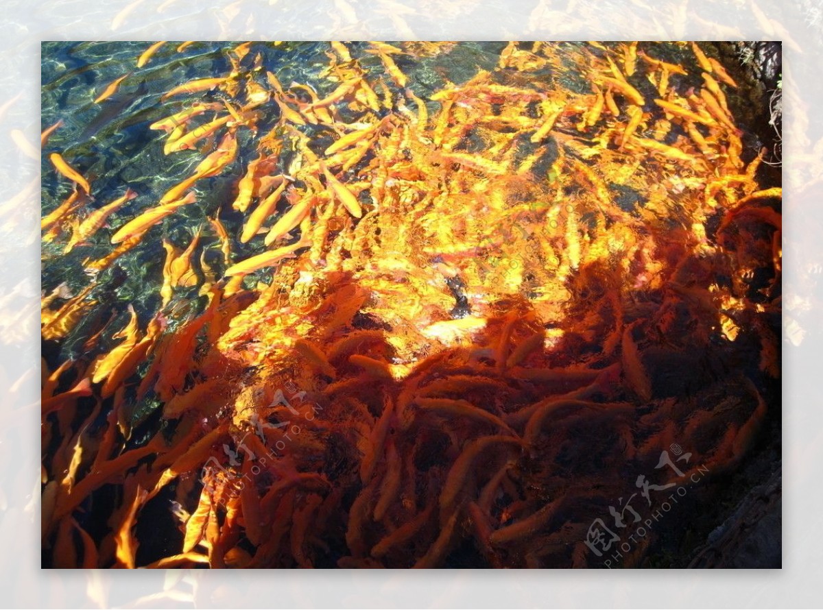 三文鱼黄色的鱼鱼图片