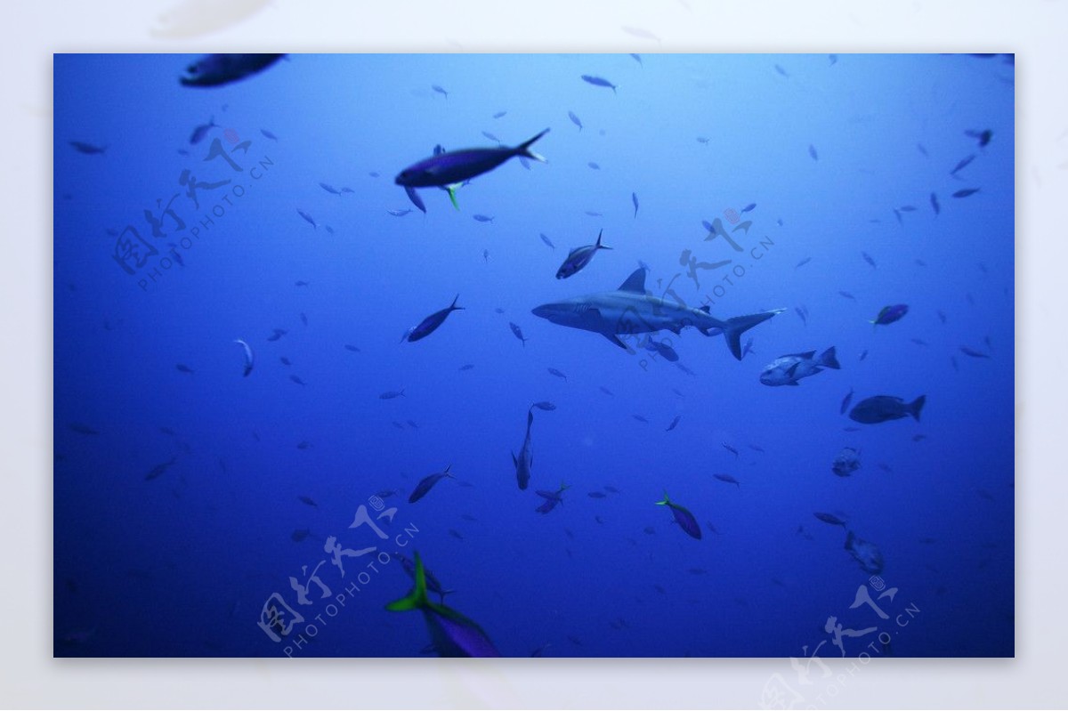 鲨鱼群的风景图片