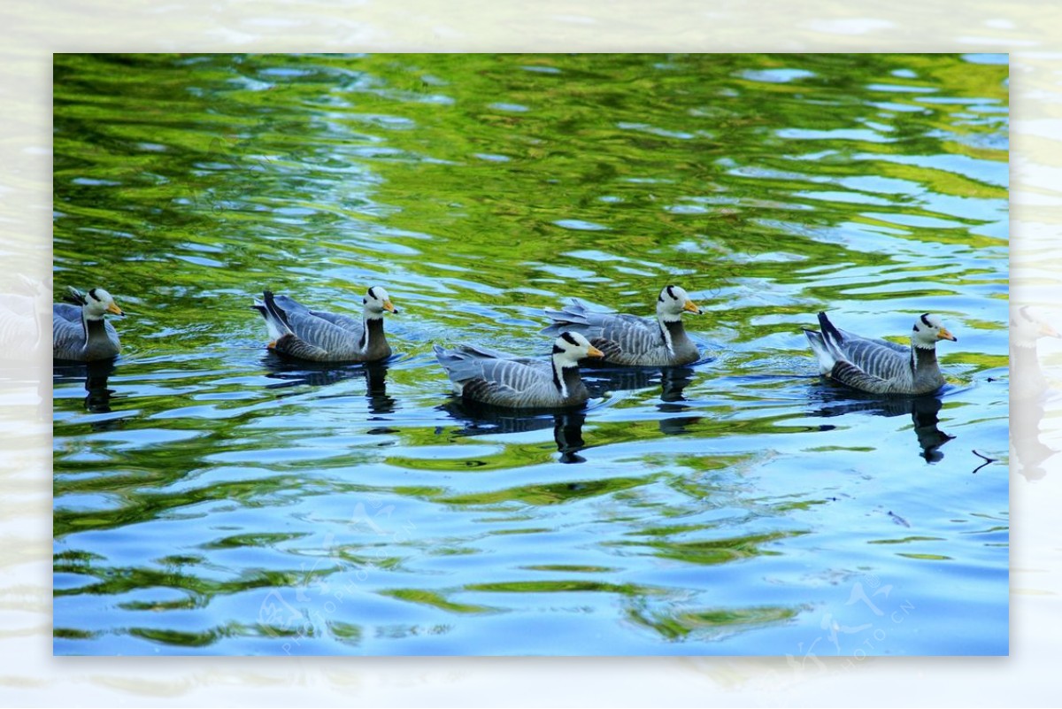 湖中的水禽图片