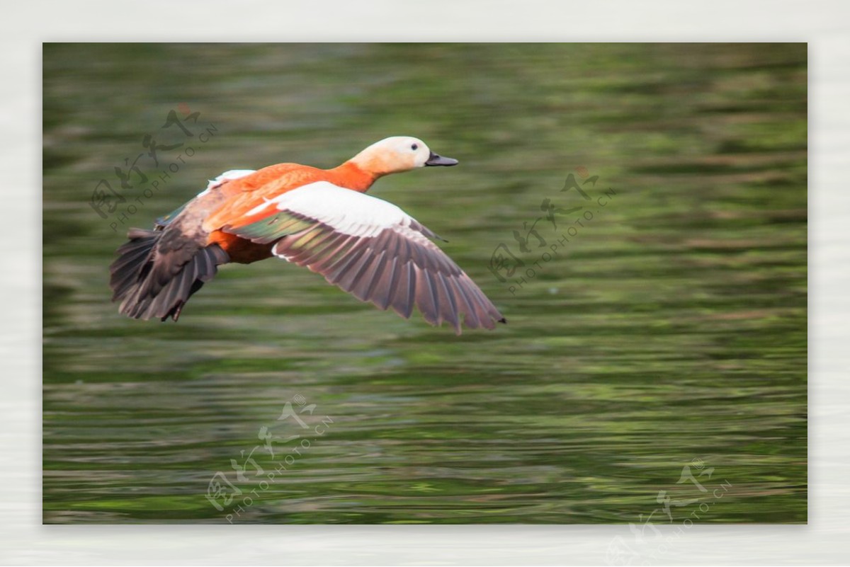 湖面上飞翔的赤麻鸭图片