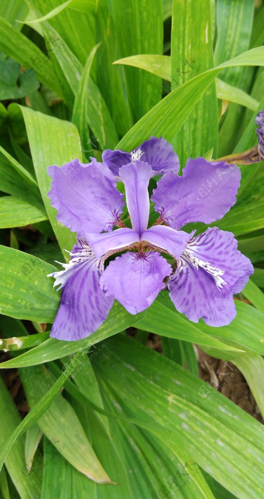 紫色花蓝蝴蝶图片