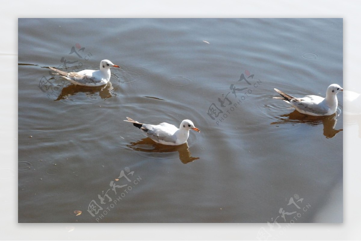 三只游水的海鸥图片