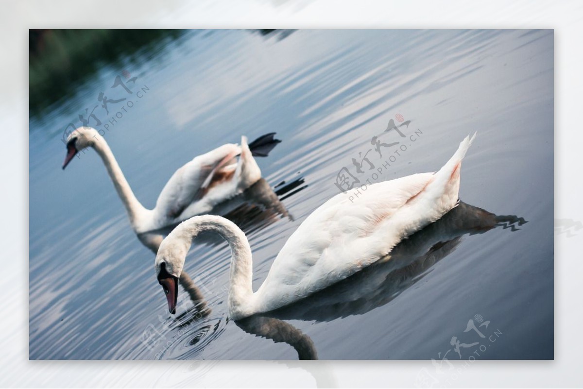 湖水上的两只天鹅图片