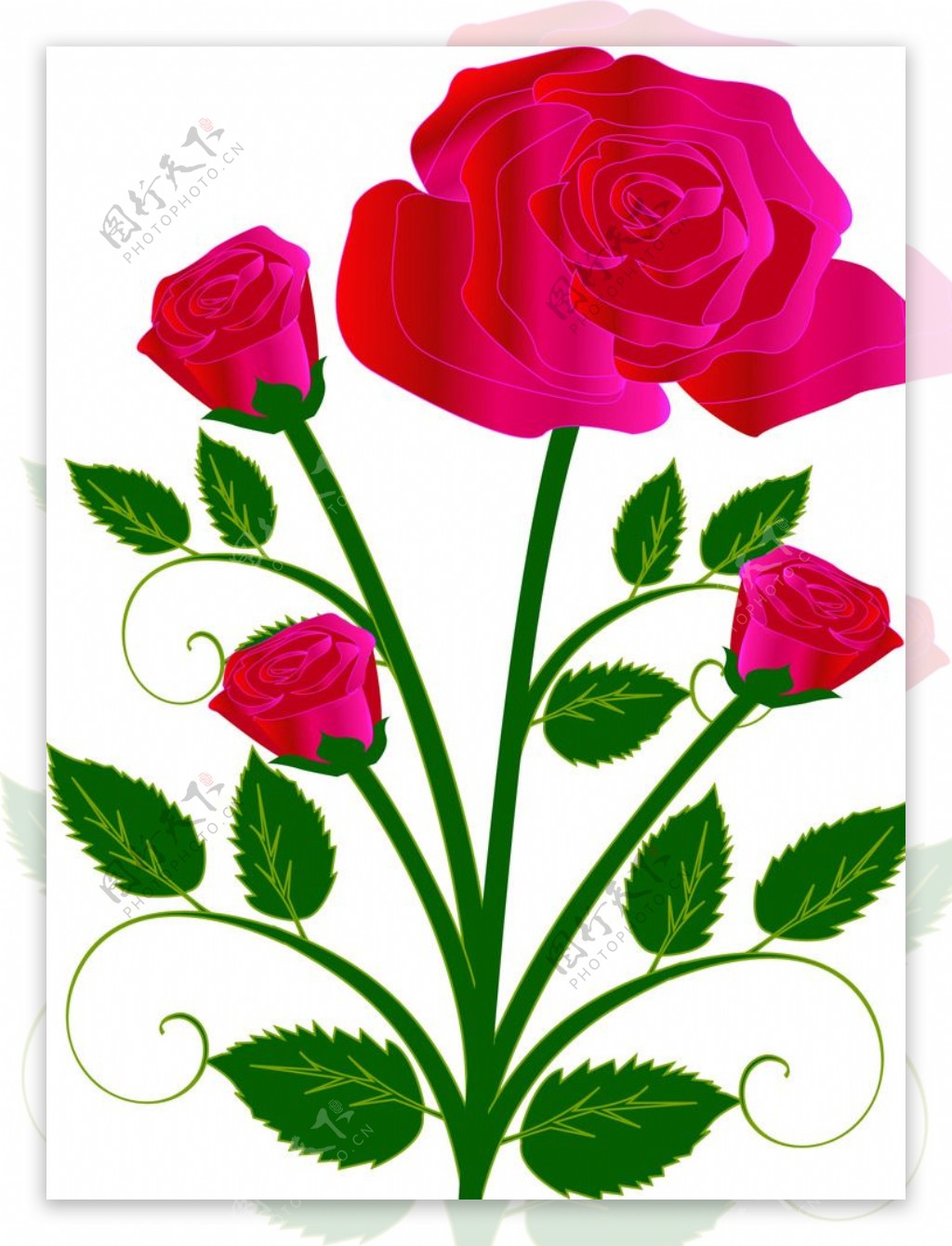 玫瑰花图片素材-编号10392621-图行天下
