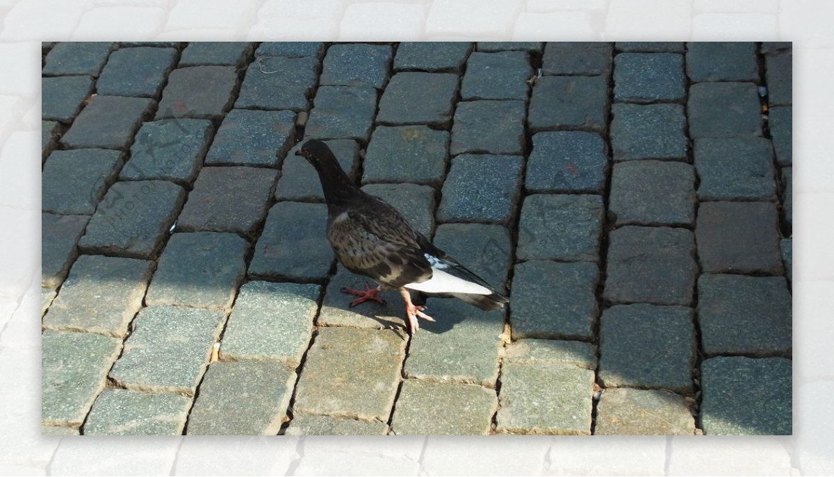布鲁塞尔街头鸽子图片