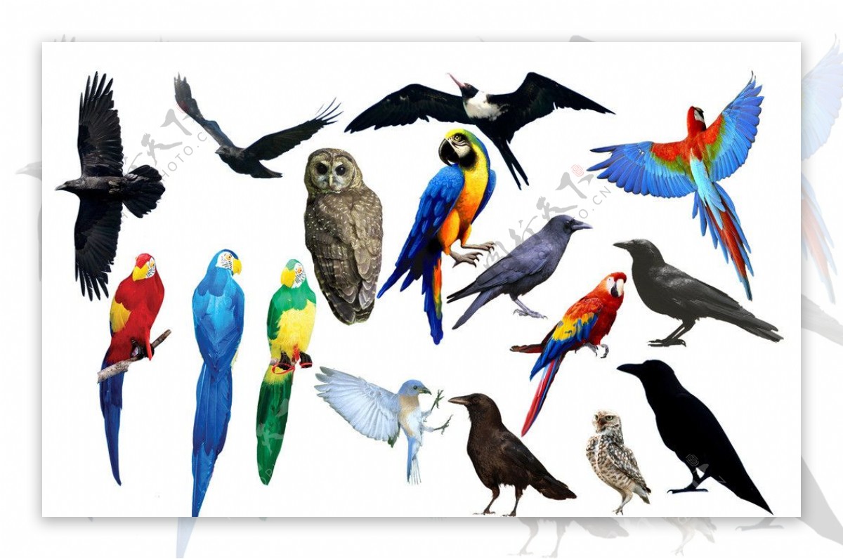 各种鸟类图片
